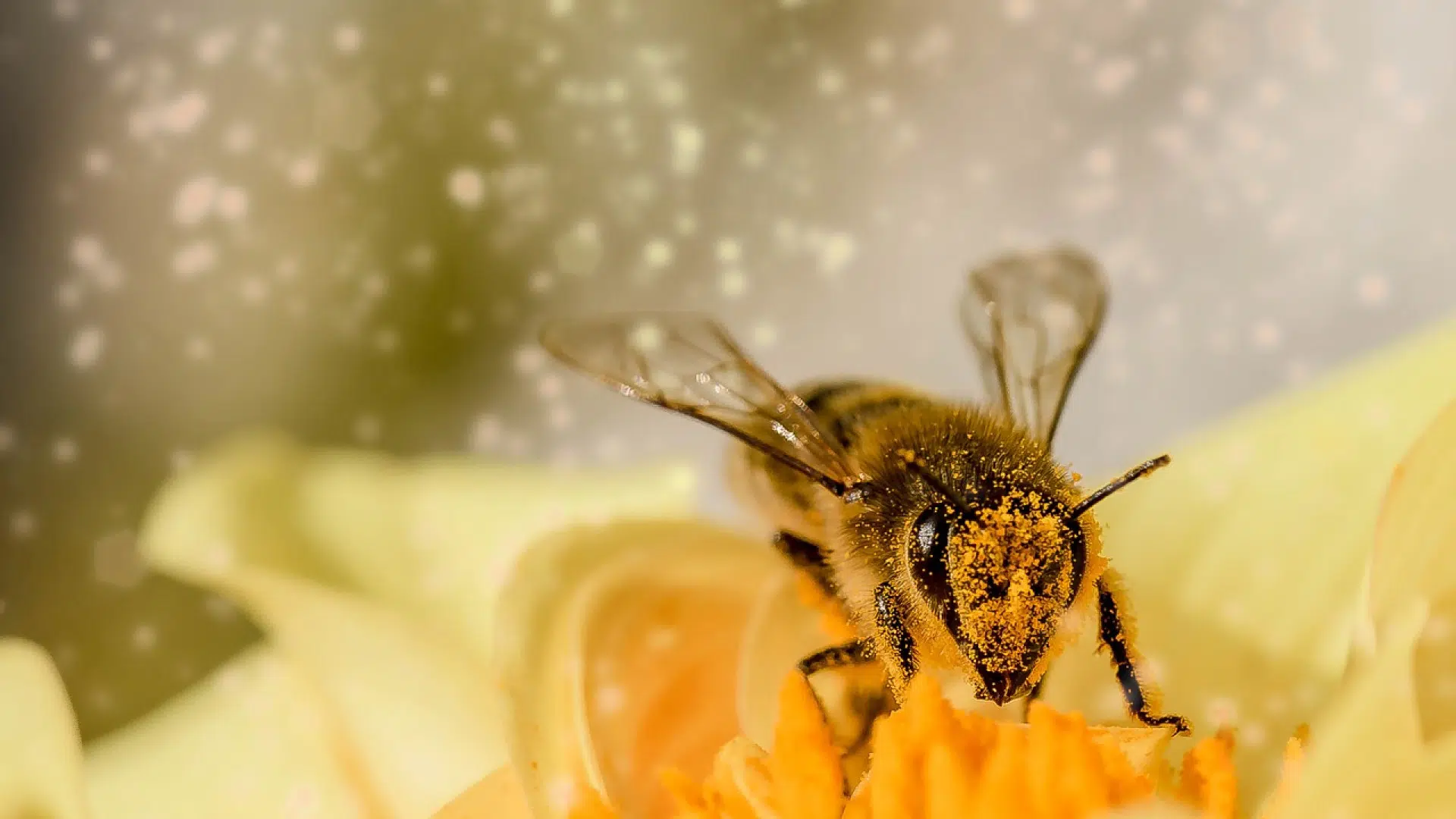 Quels sont les bienfaits de la propolis ?